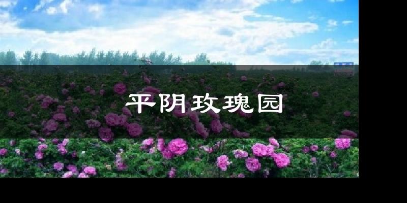 平阴玫瑰园今日天气