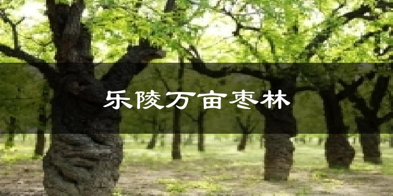乐陵万亩枣林气温