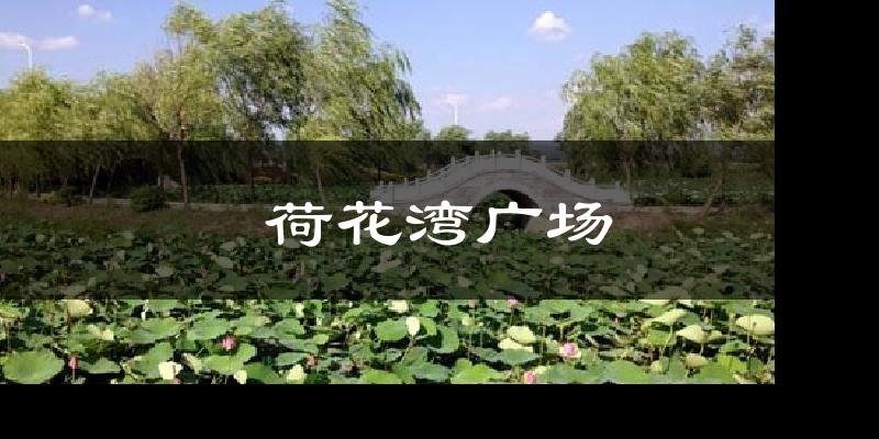 荷花湾广场天气预报十五天