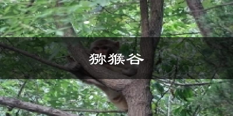 猕猴谷气温