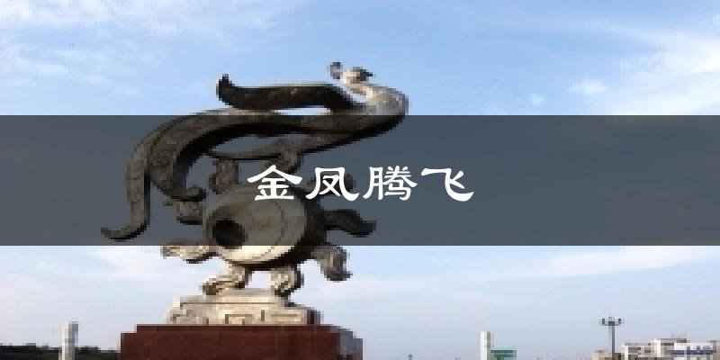 金凤腾飞今日天气