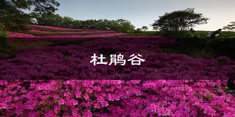 晋中杜鹃谷天气预报未来一周