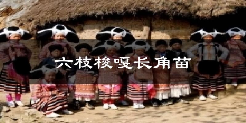 六枝梭嘎长角苗天气预报十五天