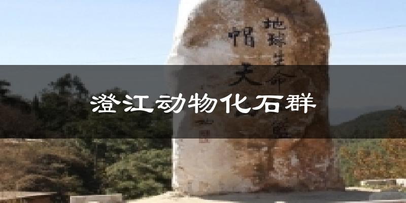 澄江动物化石群今日天气