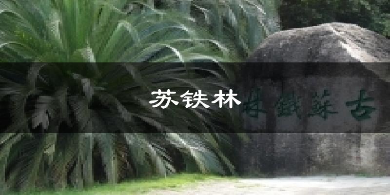 苏铁林气温